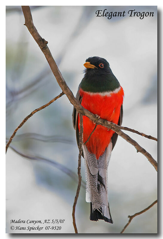 Trogon élégant mâle adulte