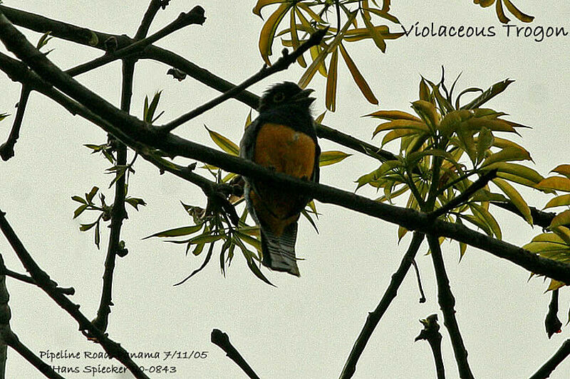 Guianan Trogon