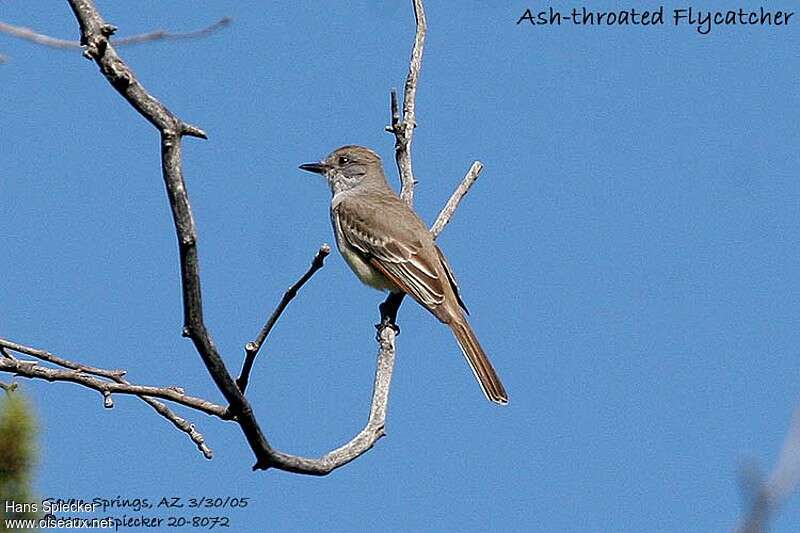 Ash-throated Flycatcher