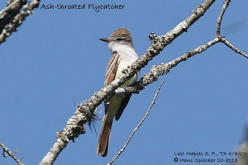 Ash-throated Flycatcher