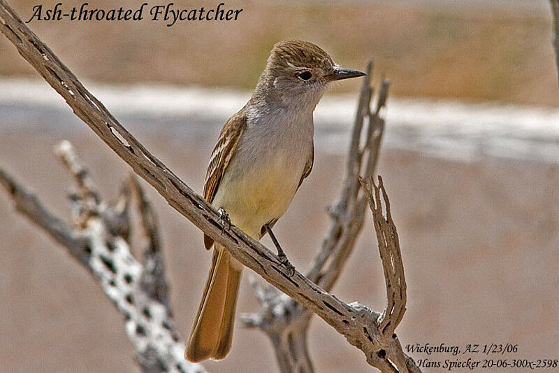 Ash-throated Flycatcheradult