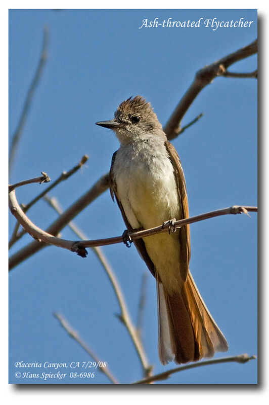 Ash-throated Flycatcheradult