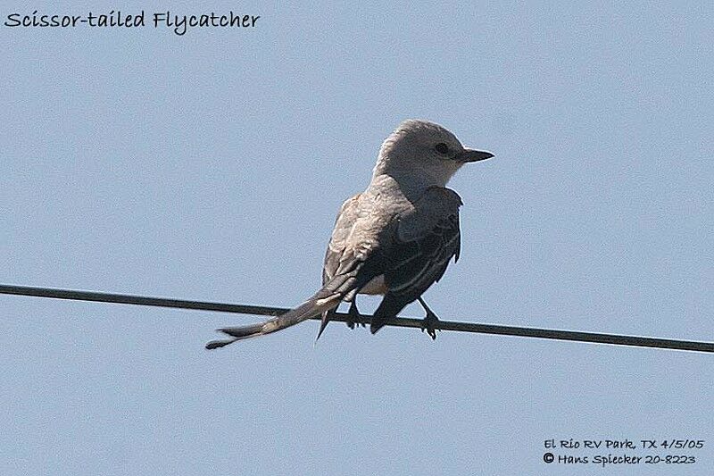 Scissor-tailed Flycatcher