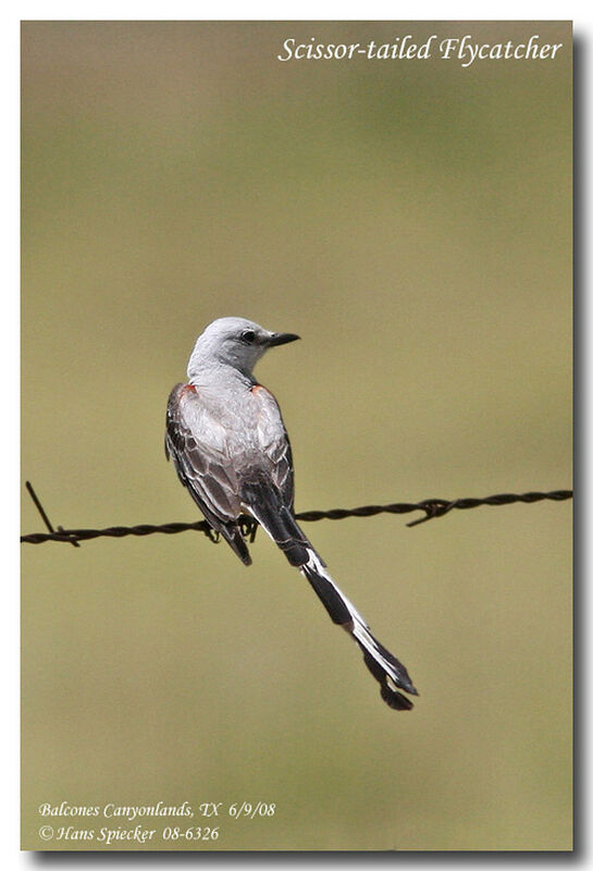 Scissor-tailed Flycatcher