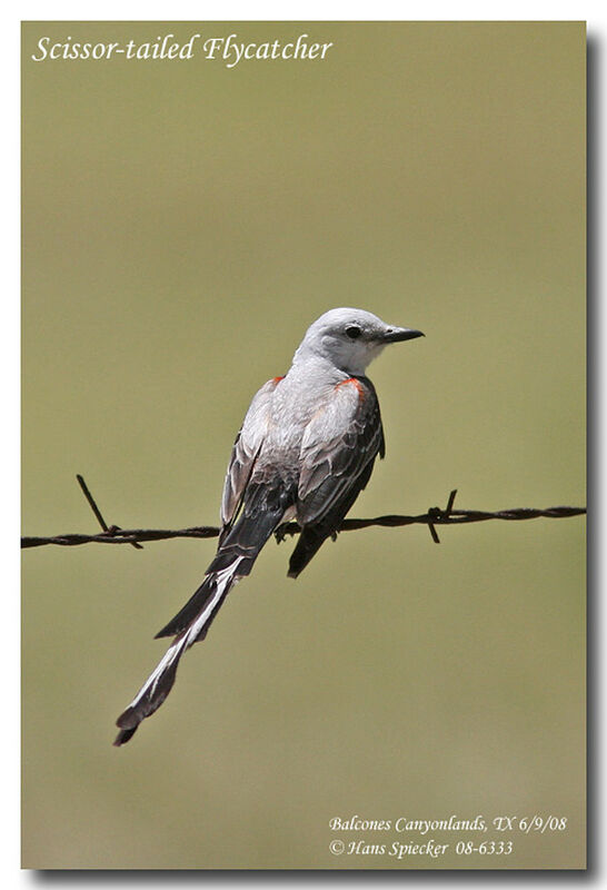 Scissor-tailed Flycatcher