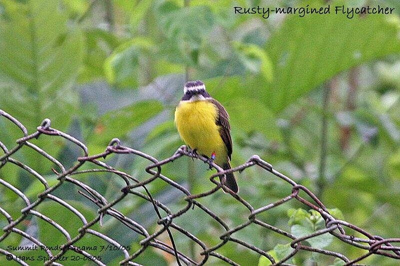 Rusty-margined Flycatcher