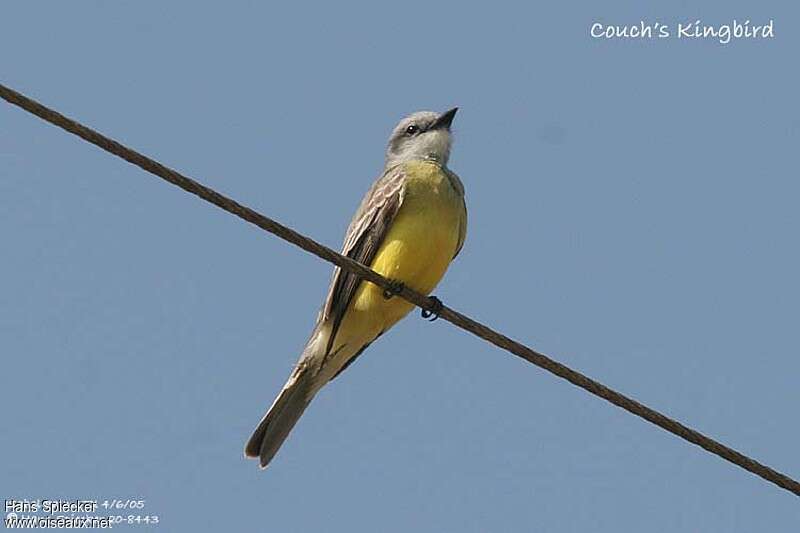 Couch's Kingbird