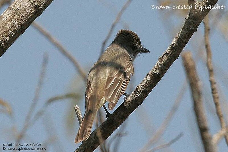 Brown-crested Flycatcher