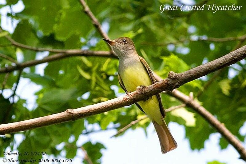 Great Crested Flycatcheradult