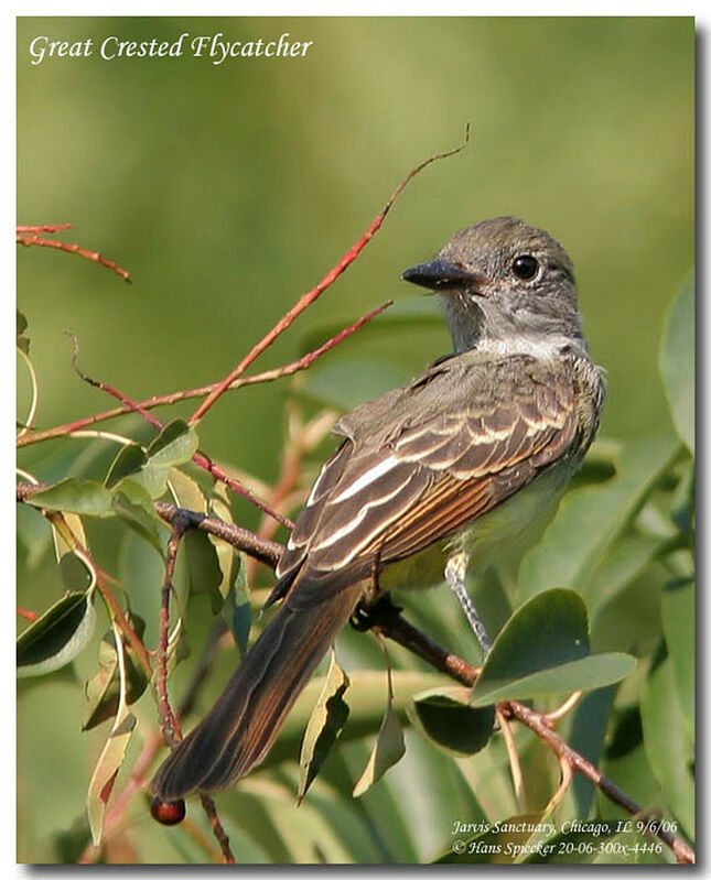 Great Crested Flycatcheradult