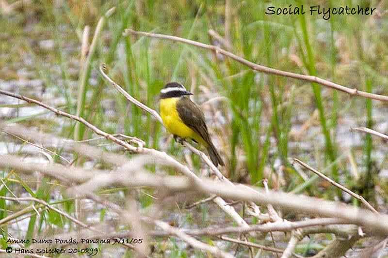 Social Flycatcher