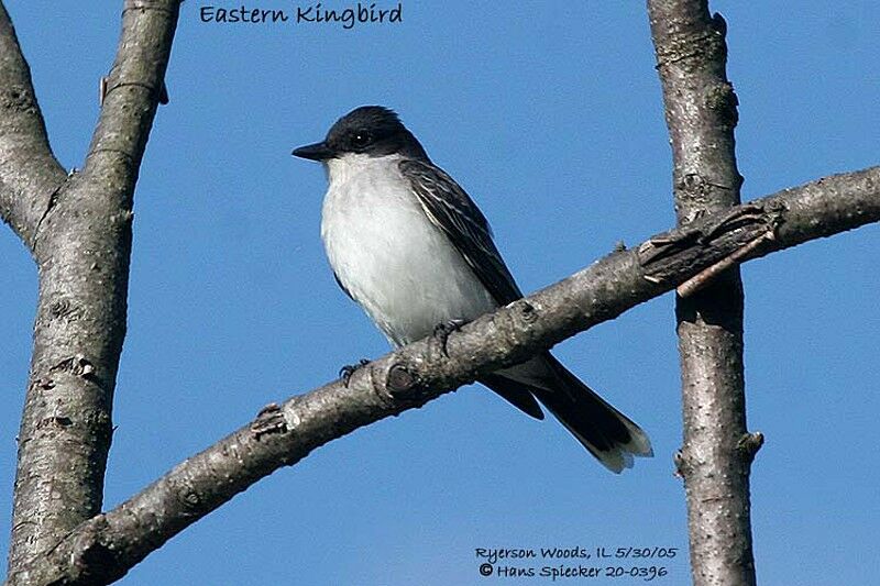 Eastern Kingbird