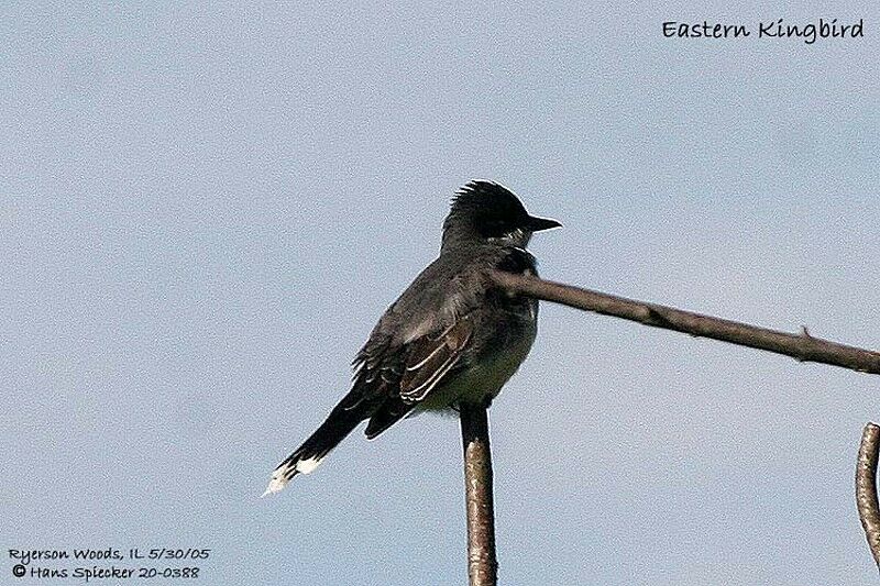 Eastern Kingbird