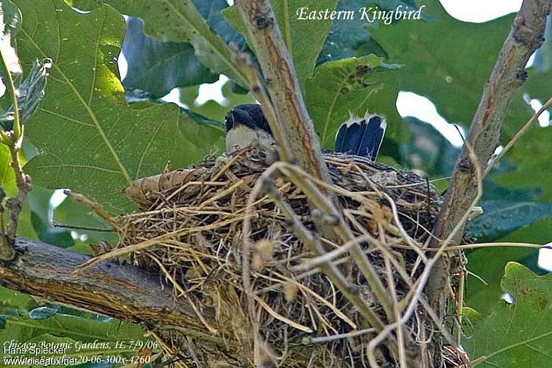 Eastern Kingbirdadult, habitat, Reproduction-nesting