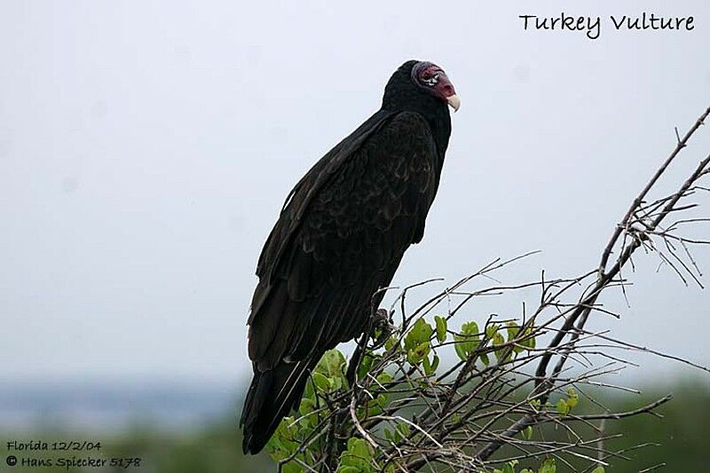 Turkey Vulture