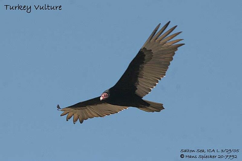 Turkey Vulture