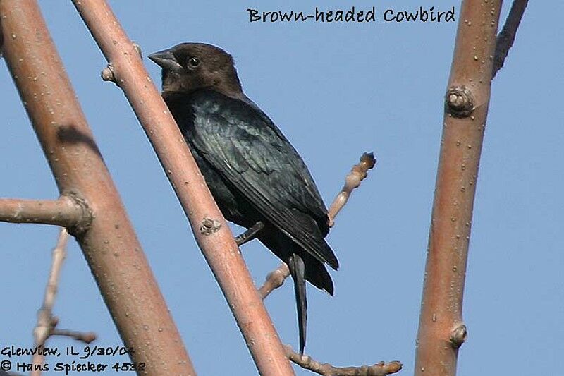 Brown-headed Cowbird