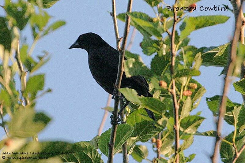 Bronzed Cowbird