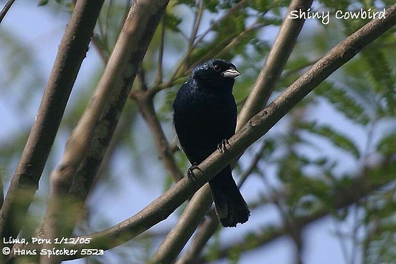 Shiny Cowbird