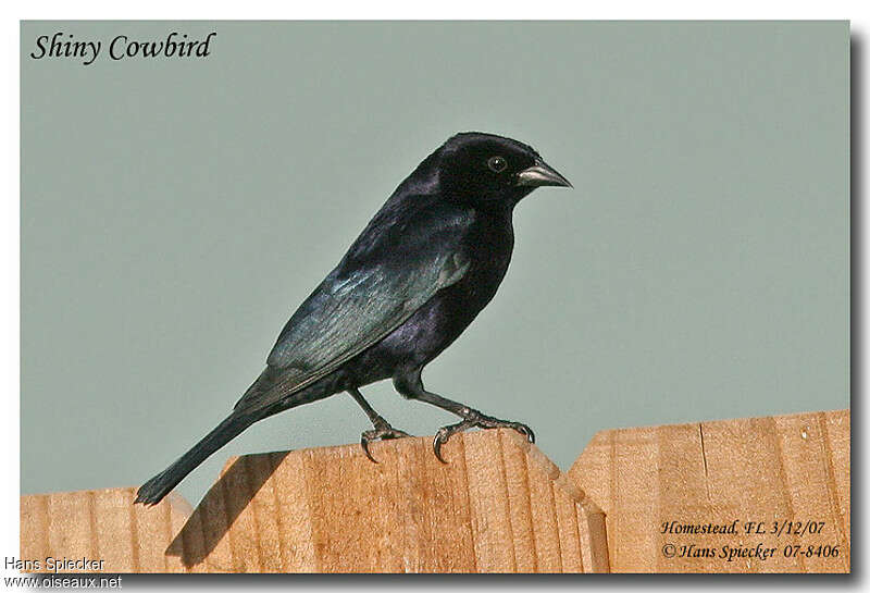 Shiny Cowbird male adult breeding, pigmentation