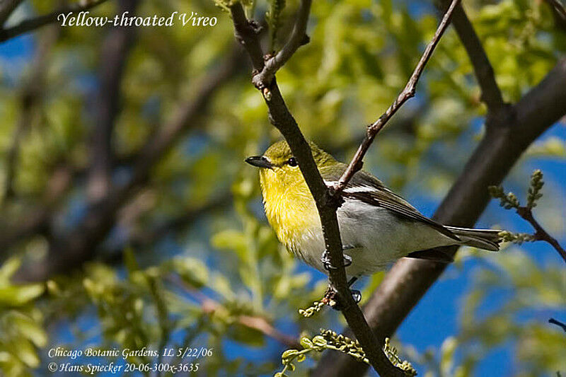 Yellow-throated Vireoadult breeding