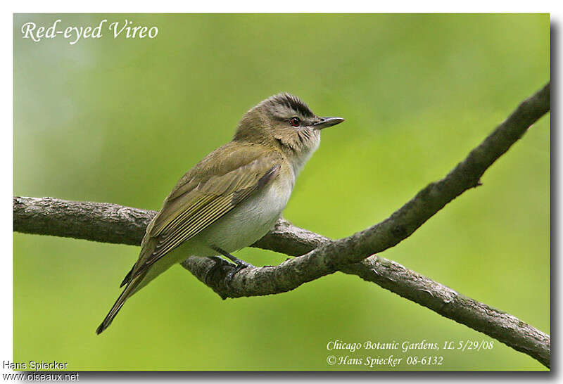 Red-eyed Vireoadult, identification