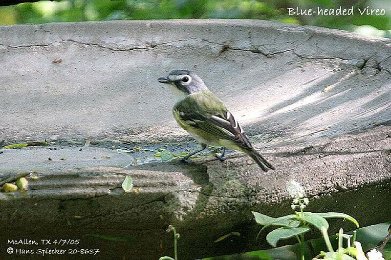 Blue-headed Vireo