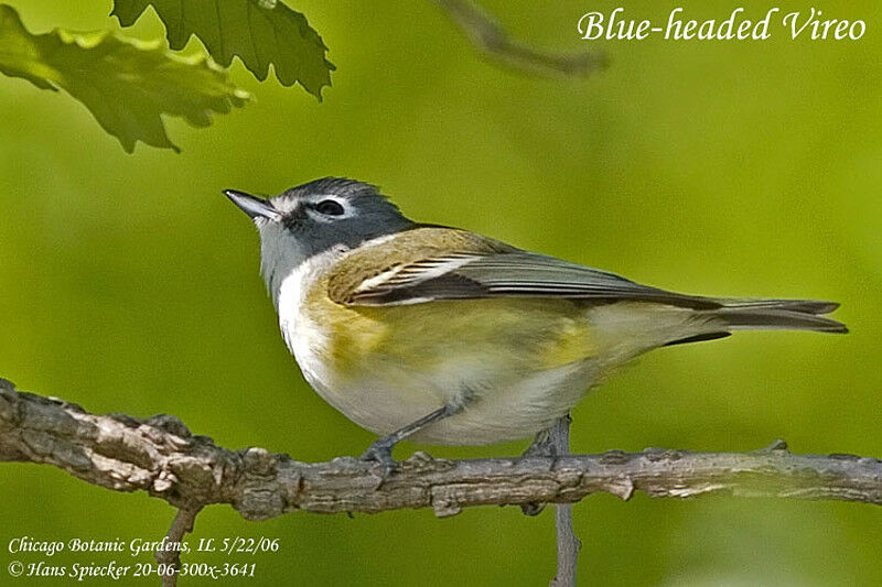 Blue-headed Vireo