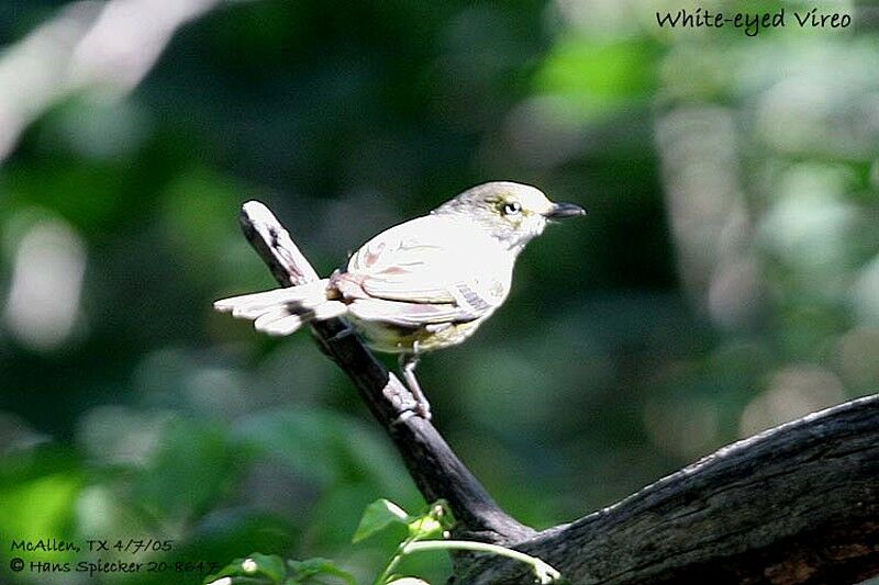 White-eyed Vireo