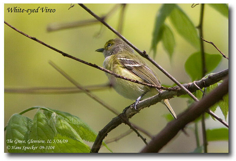 White-eyed Vireoadult