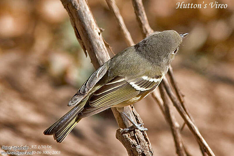 Hutton's Vireo