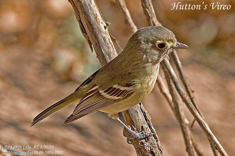 Hutton's Vireo