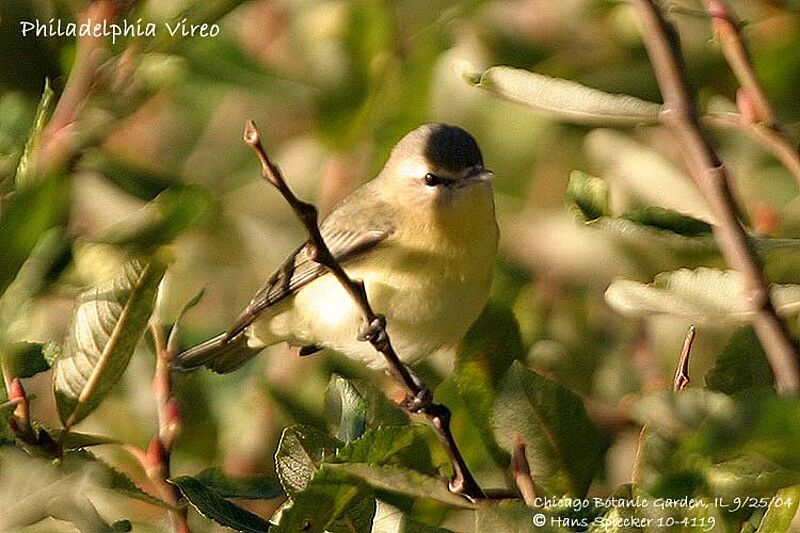 Philadelphia Vireo