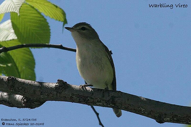 Warbling Vireo