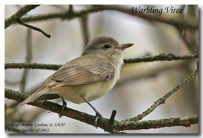 Warbling Vireoadult