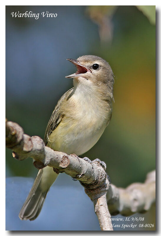 Warbling Vireoadult