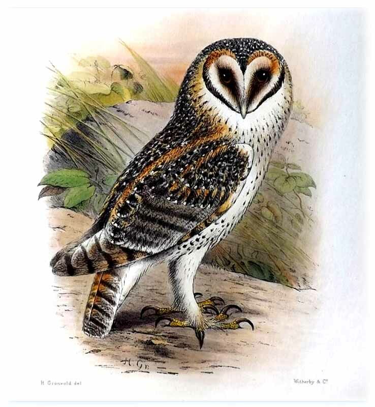 Australian Masked Owl