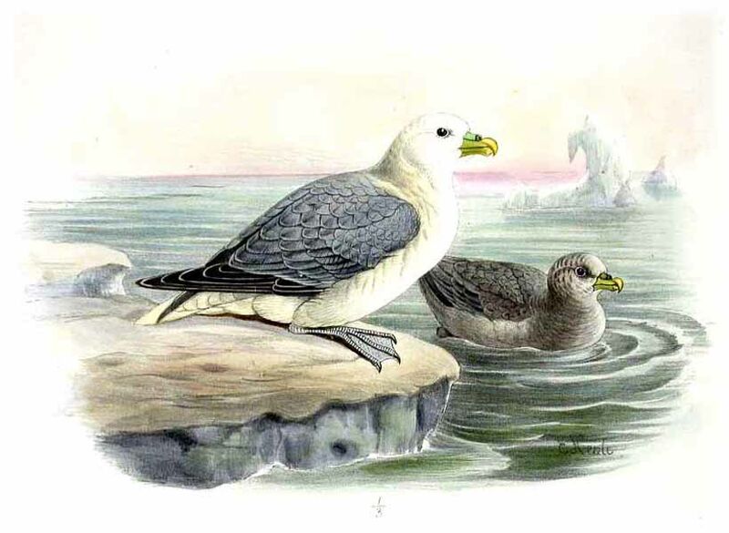 Fulmar boréal