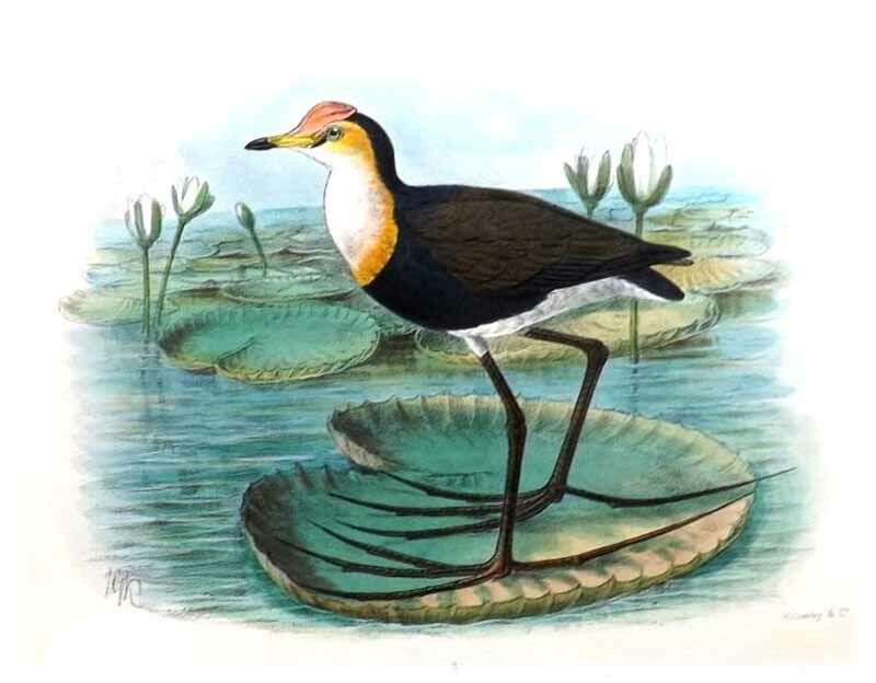 Jacana à crête