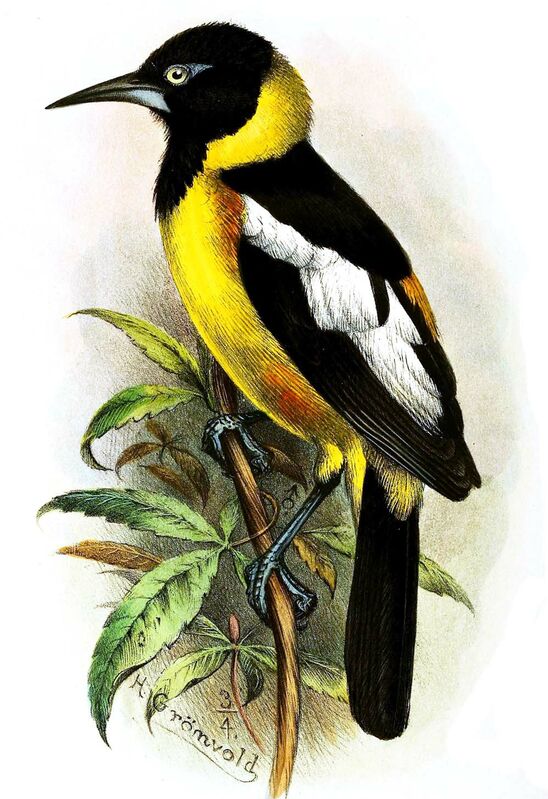 Oriole troupiale