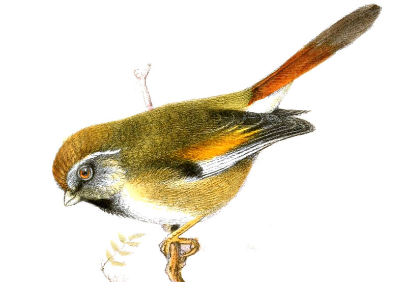 Paradoxornis de Verreaux