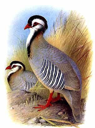 Arabian Partridge