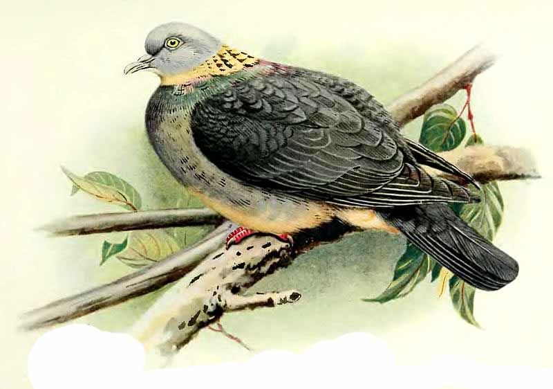 Pigeon cendré