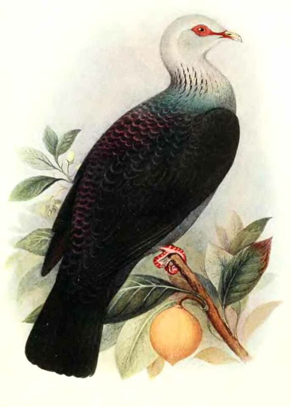 Andaman Wood Pigeon