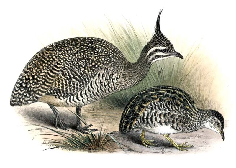 Tinamou élégant