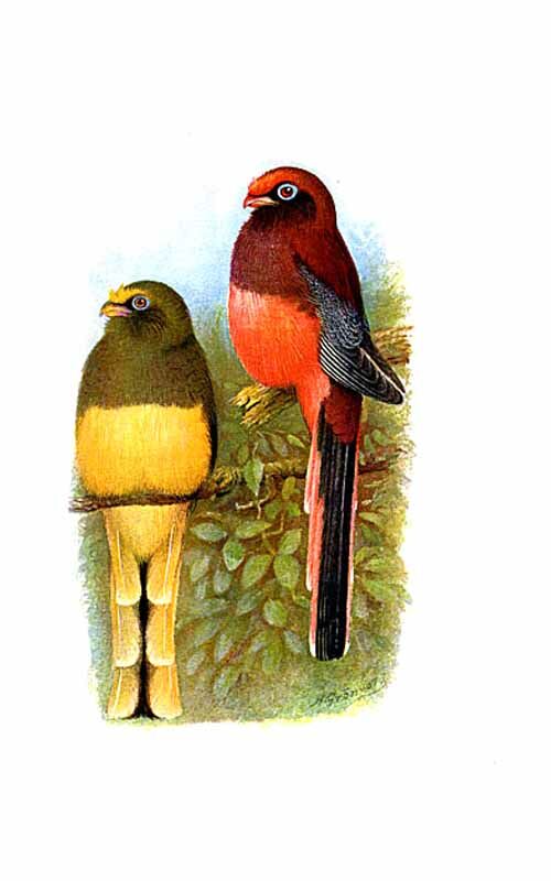 Trogon de Ward