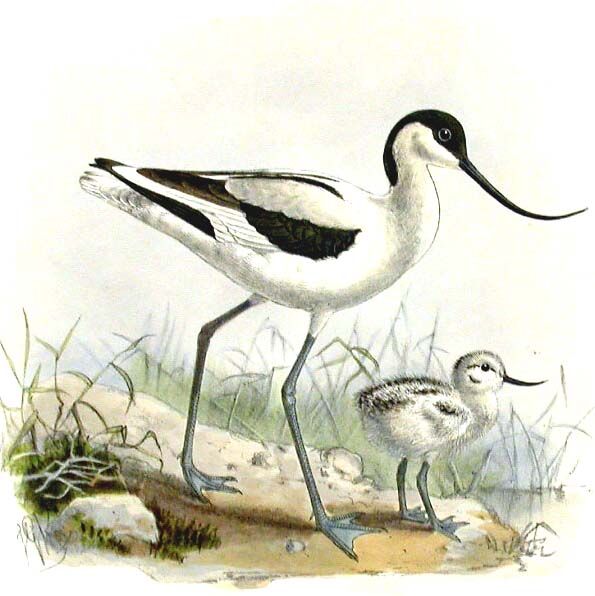 Avocette élégante