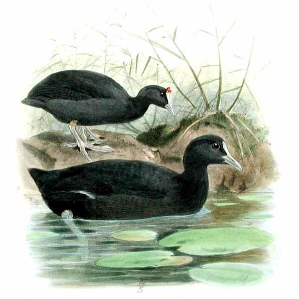 Eurasian Coot