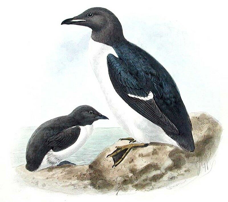 Guillemot de Brünnich