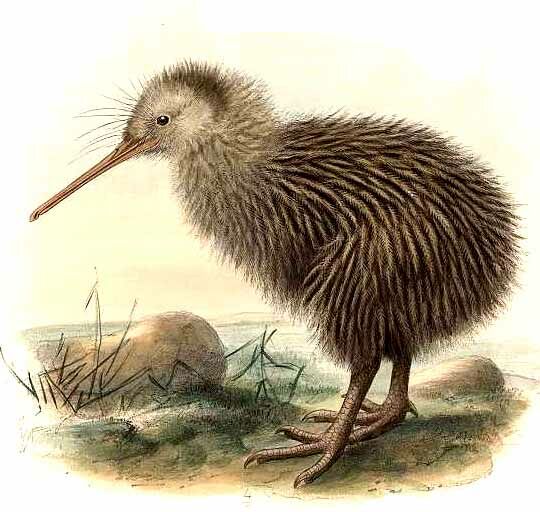 Kiwi austral